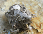 owl pellet with skull of Microtus levis (photo by Igor Zagorodniuk)