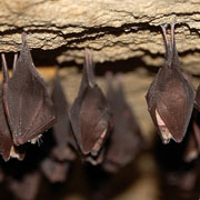 Rhinolophus hipposideros - до галереї Кажани Поділля