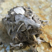 Asio otus pellet with skull of Microtus - до галереї Ссавці в пелетках сов