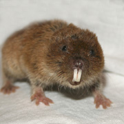 Ellobius talpinus from Luhansk (photo by Mikhail Kolesnikov & Marina Korobchenko)