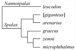 Taxonomy of east-european Spalacidae (after Korobchenko, Zagorodniuk, 2009)
