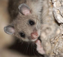 Glis glis, фото М. Дребета